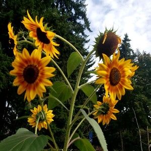 Meet your Posher, Dawn